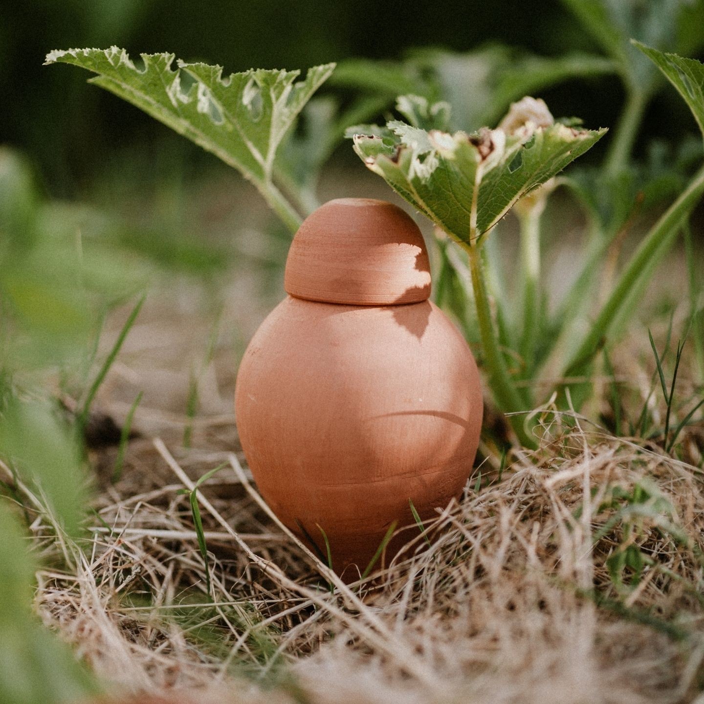 Ollas Sabeur – Ollas Lutton – Autonoomne kastmissüsteem