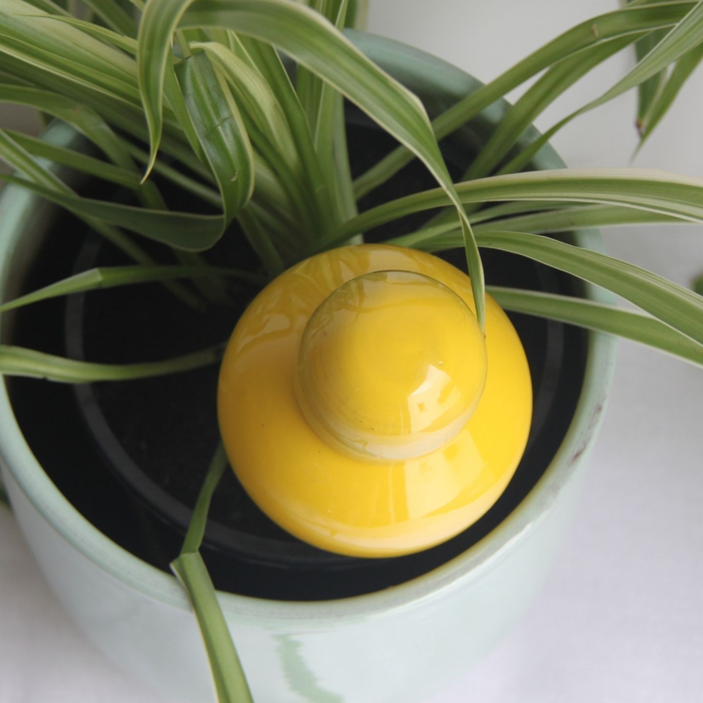 Ollas Sabeur – Ollas Lutton – Autonoomne kastmissüsteem