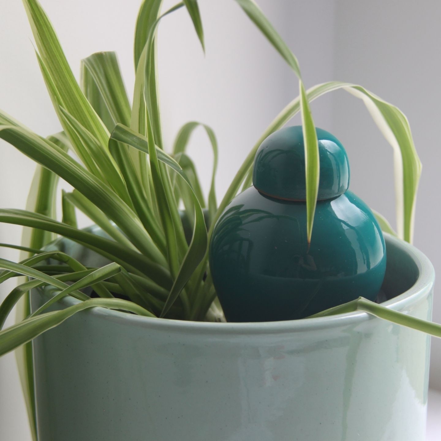 Ollas Sabeur – Ollas Lutton – Autonoomne kastmissüsteem