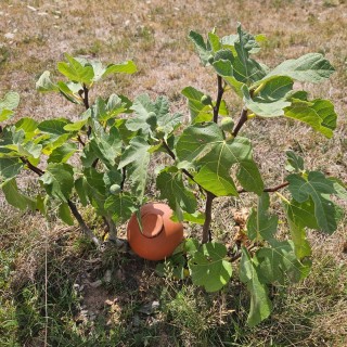 Ollas à planter large - Ollas Lutton