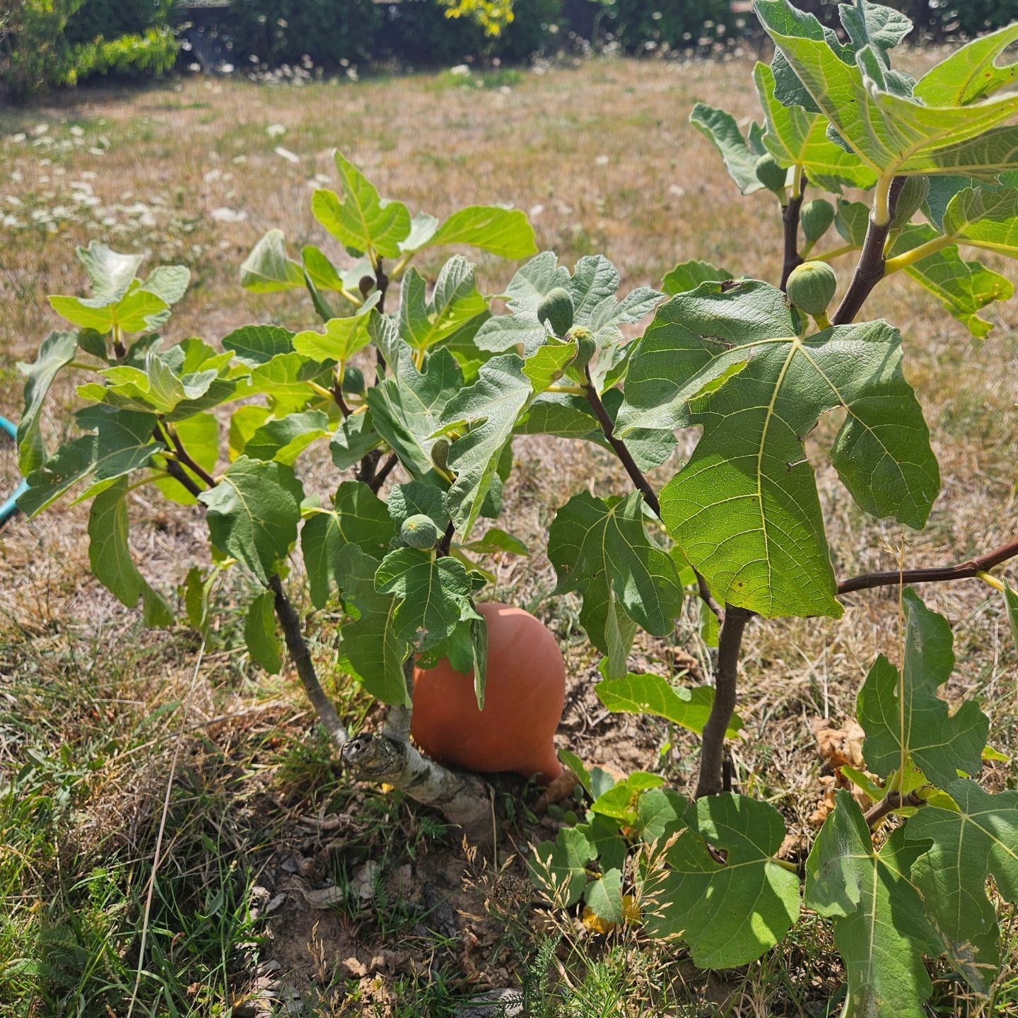 Ollas à planter large - Ollas Lutton