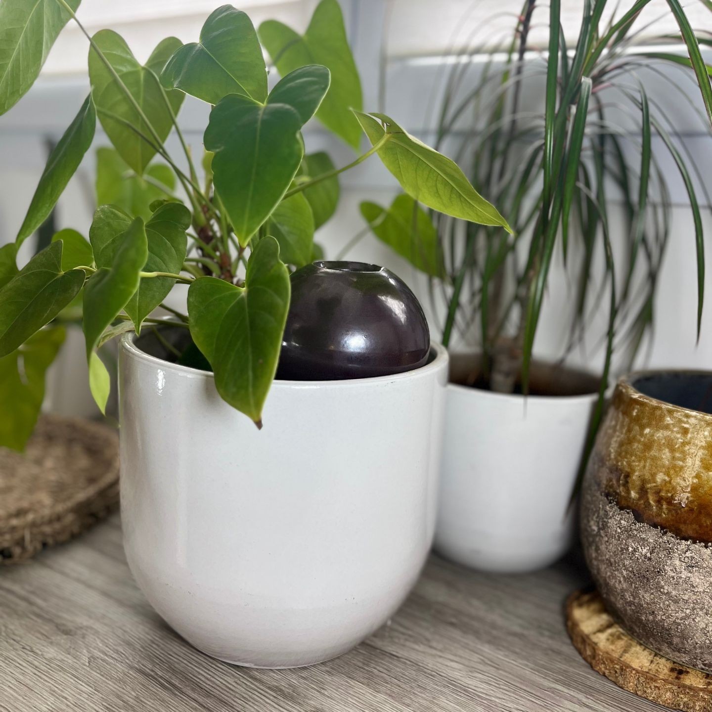 Ollas à Planter Métallique Acheter - Ollas Lutton - Diffuseur d'eau autonome