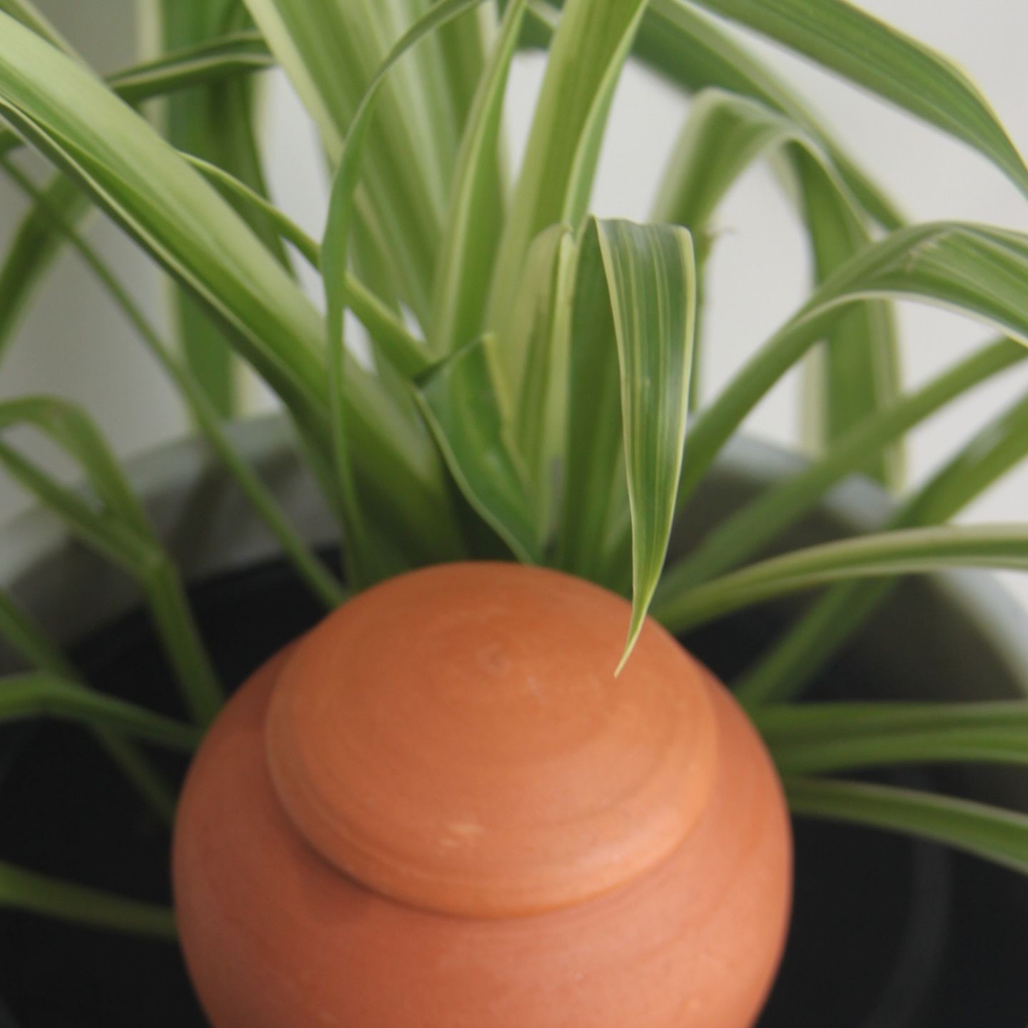 Couvercle Ollas à planter chapeau pointu - Ollas Lutton