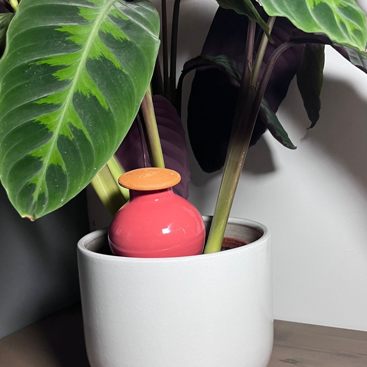 Couvercle Ollas à planter chapeau pointu - Ollas Lutton