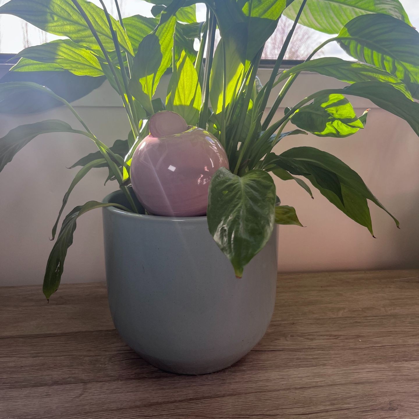 Ollas à Planter Nuancées - Poterie Lutton