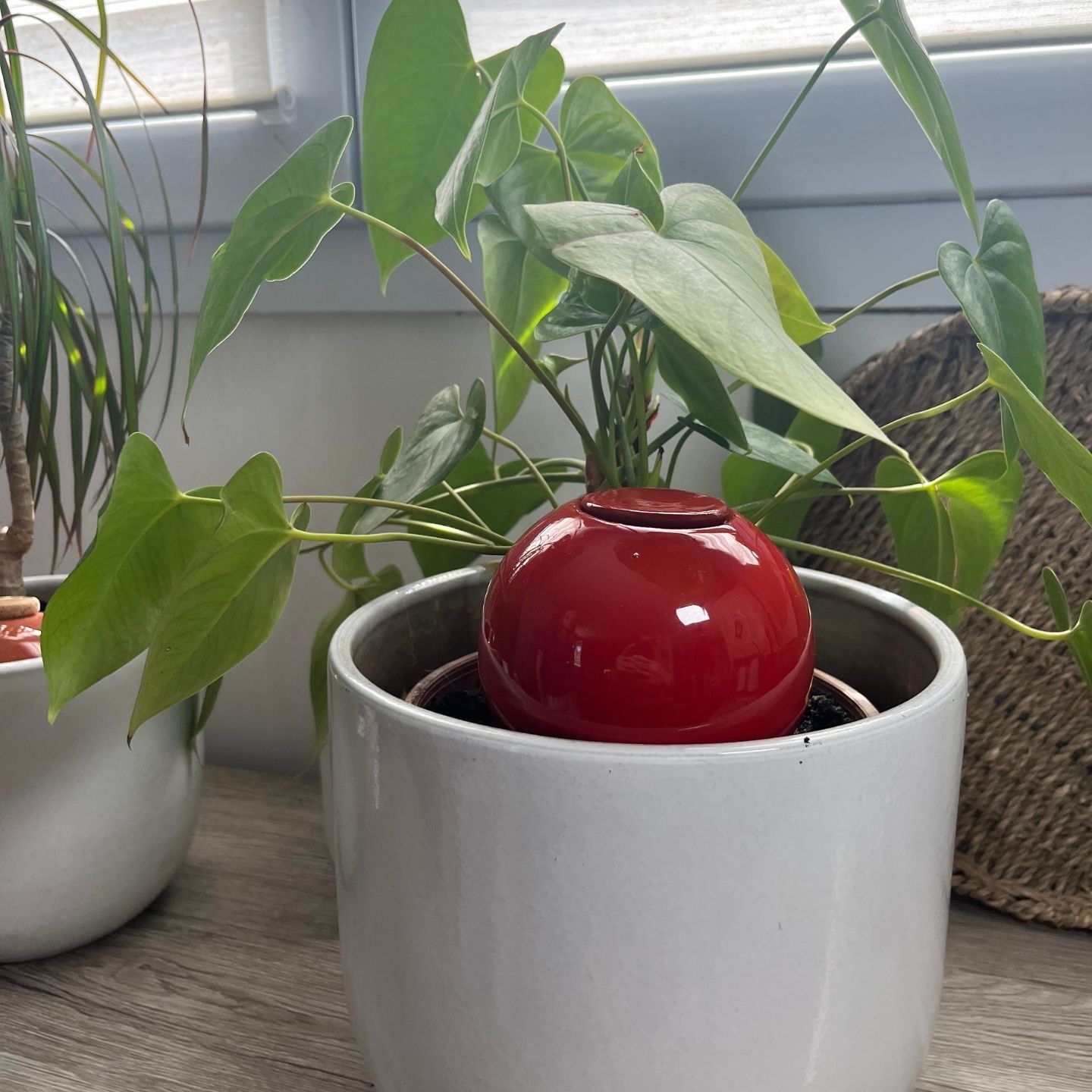 Mini Ollas à Planter Acheter - Ollas Lutton - Diffuseur d'eau autonome