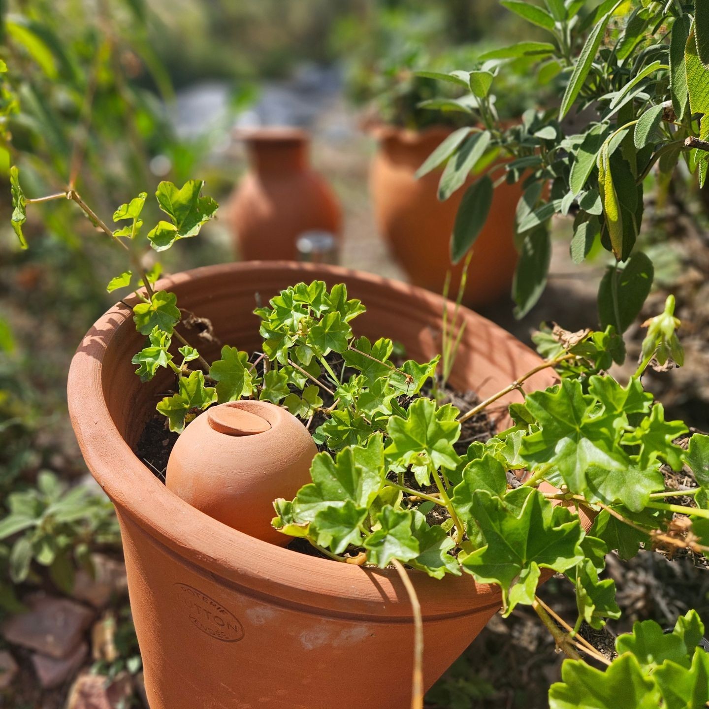 Mini Ollas à Planter Acheter - Ollas Lutton - Diffuseur d'eau autonome