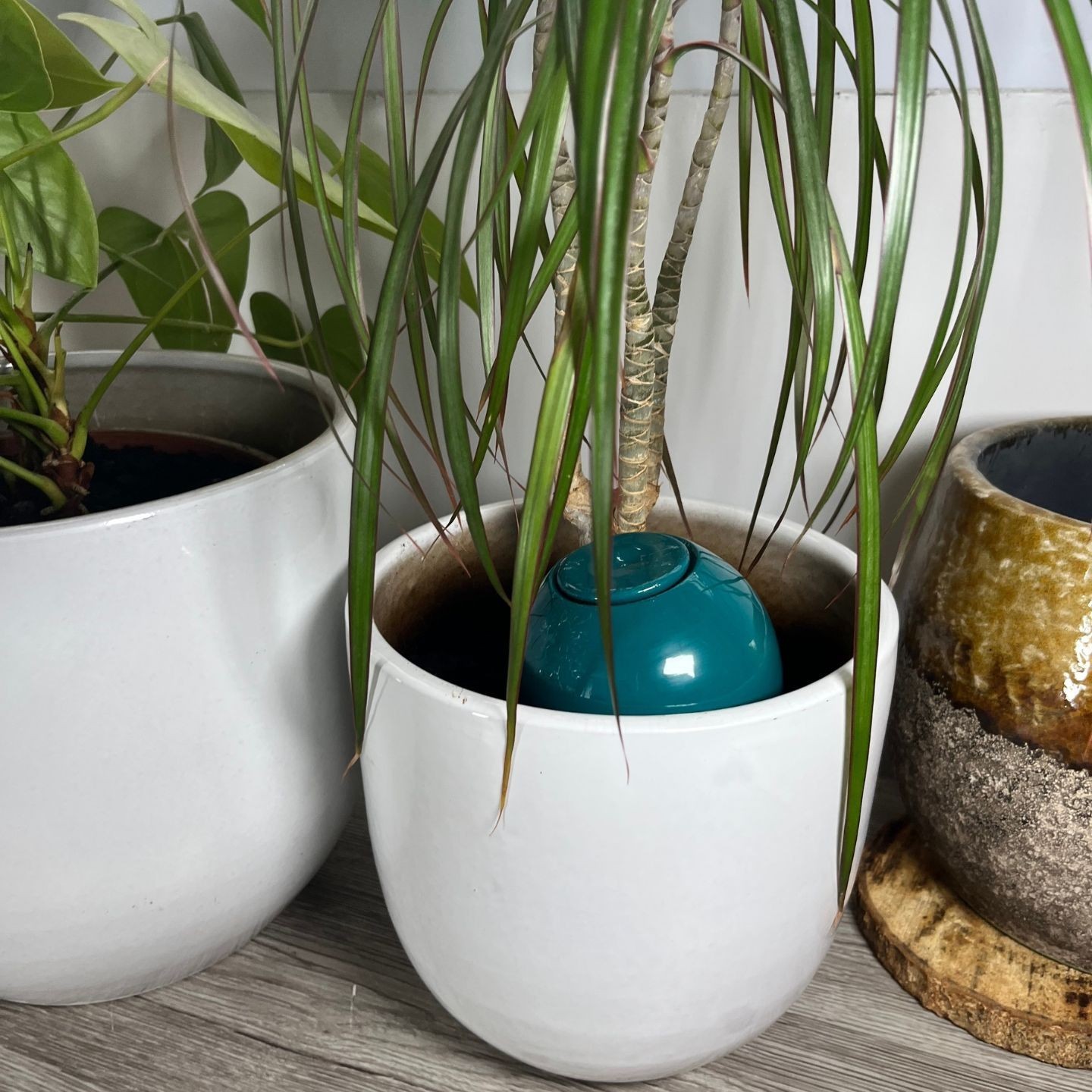 Mini Ollas à Planter Acheter - Ollas Lutton - Diffuseur d'eau autonome