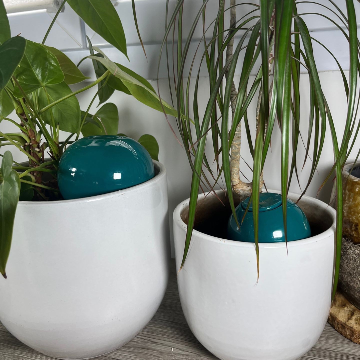 Mini Ollas à Planter Acheter - Ollas Lutton - Diffuseur d'eau autonome