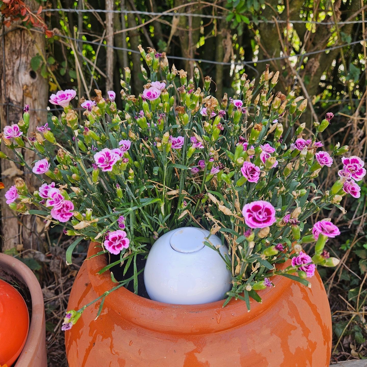 Mini Ollas à Planter Acheter - Ollas Lutton - Diffuseur d'eau autonome