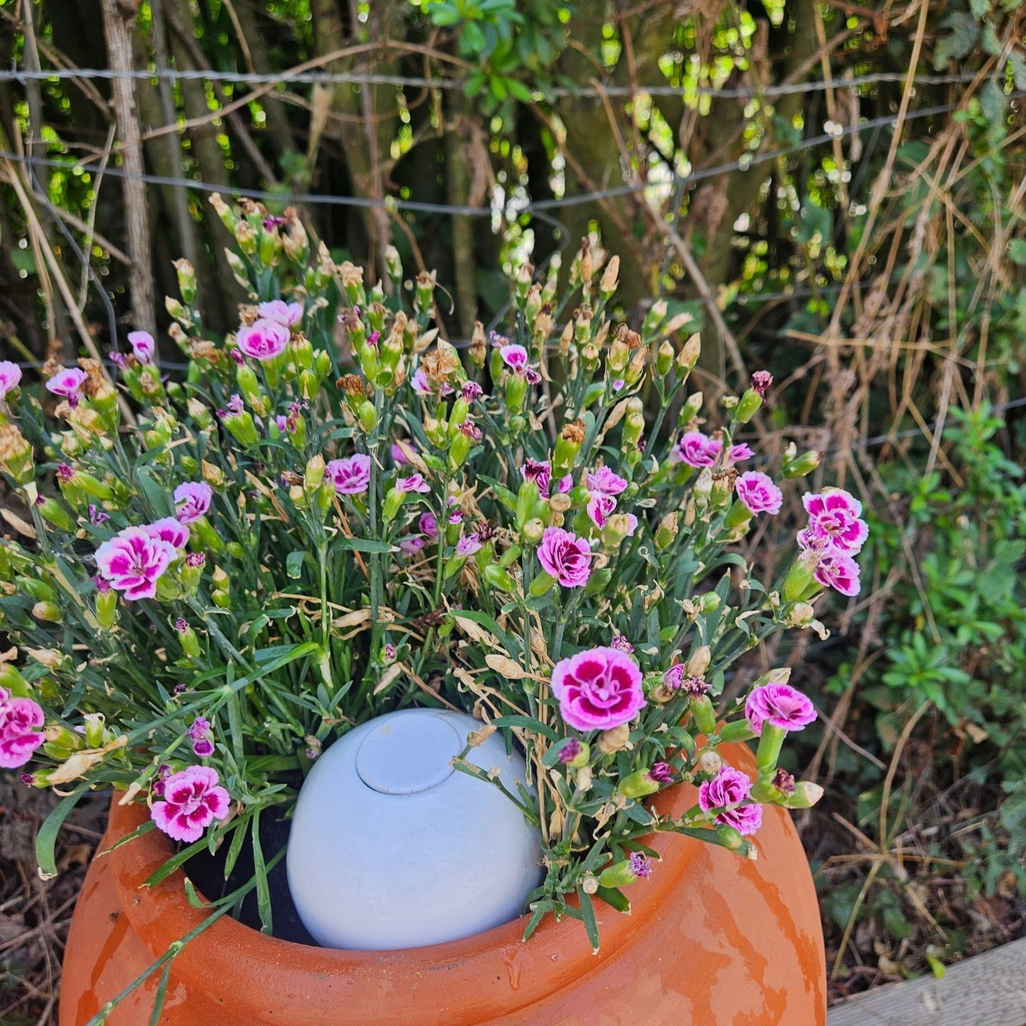 Mini Ollas à Planter Acheter - Ollas Lutton - Diffuseur d'eau autonome