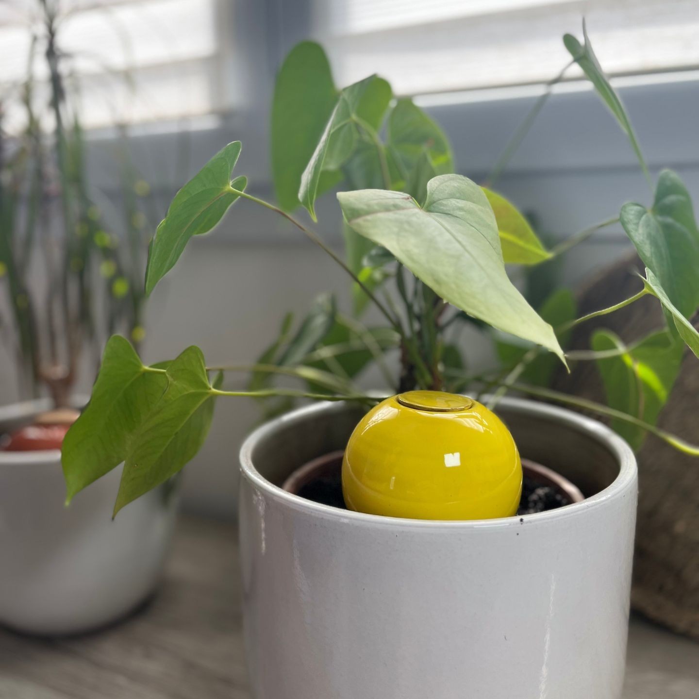 Mini Ollas à Planter Acheter - Ollas Lutton - Diffuseur d'eau autonome