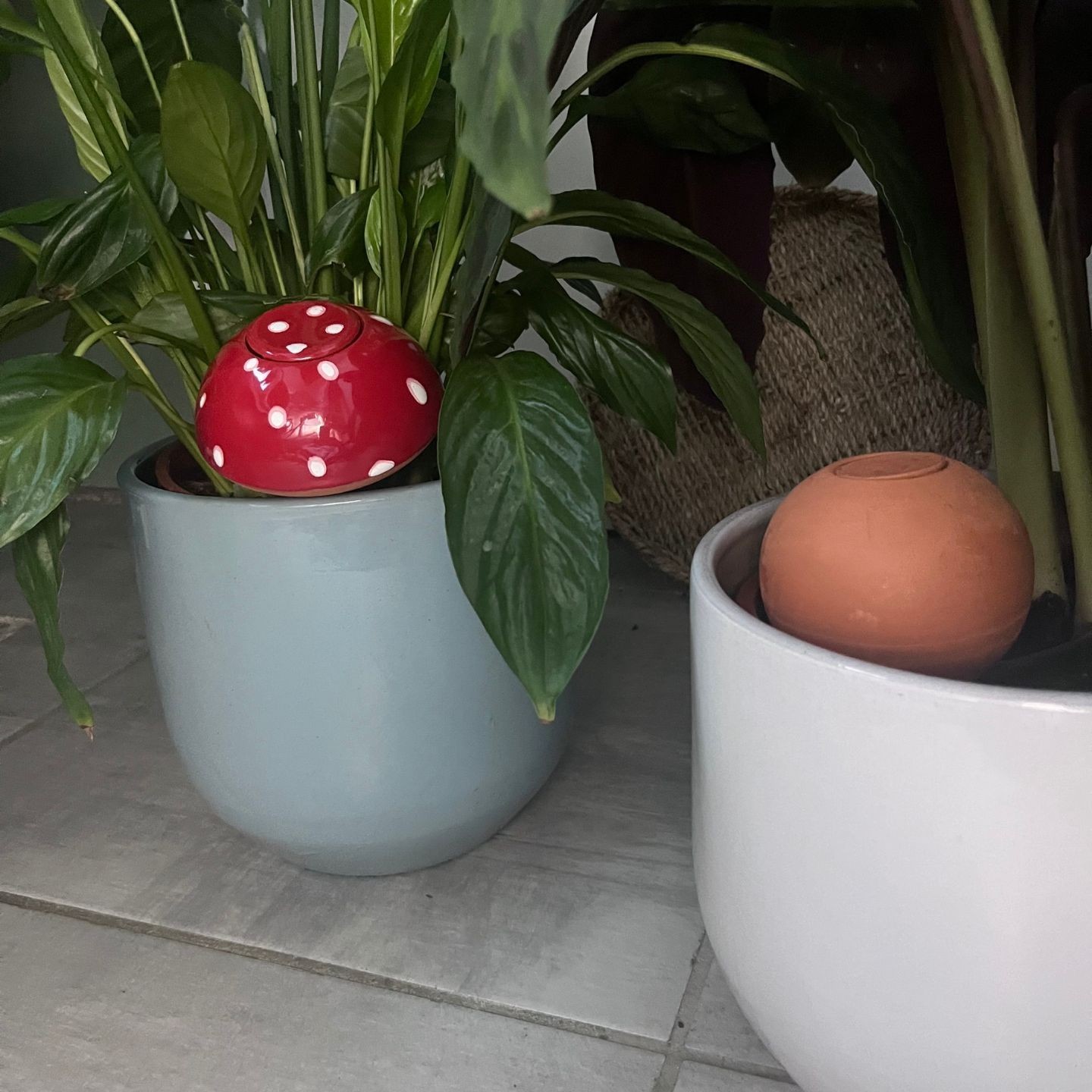 Ollas Champignon - Entre déco féerique et arrosage intelligent