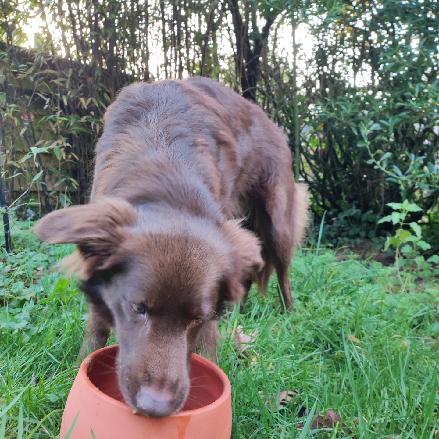 Gamelle en poterie :  le choix sain pour votre chien