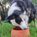 Gamelle en poterie :  le choix sain pour votre chien