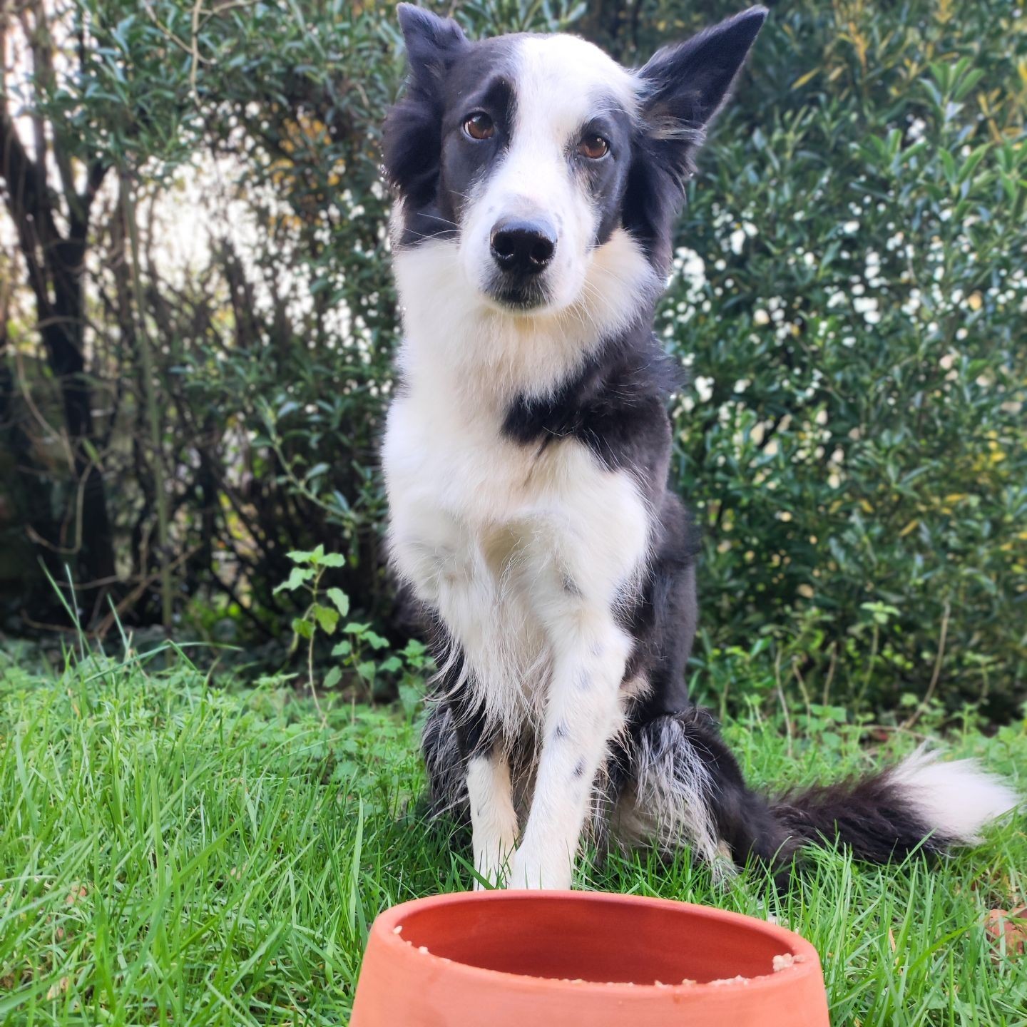Gamelle en poterie :  le choix sain pour votre chien