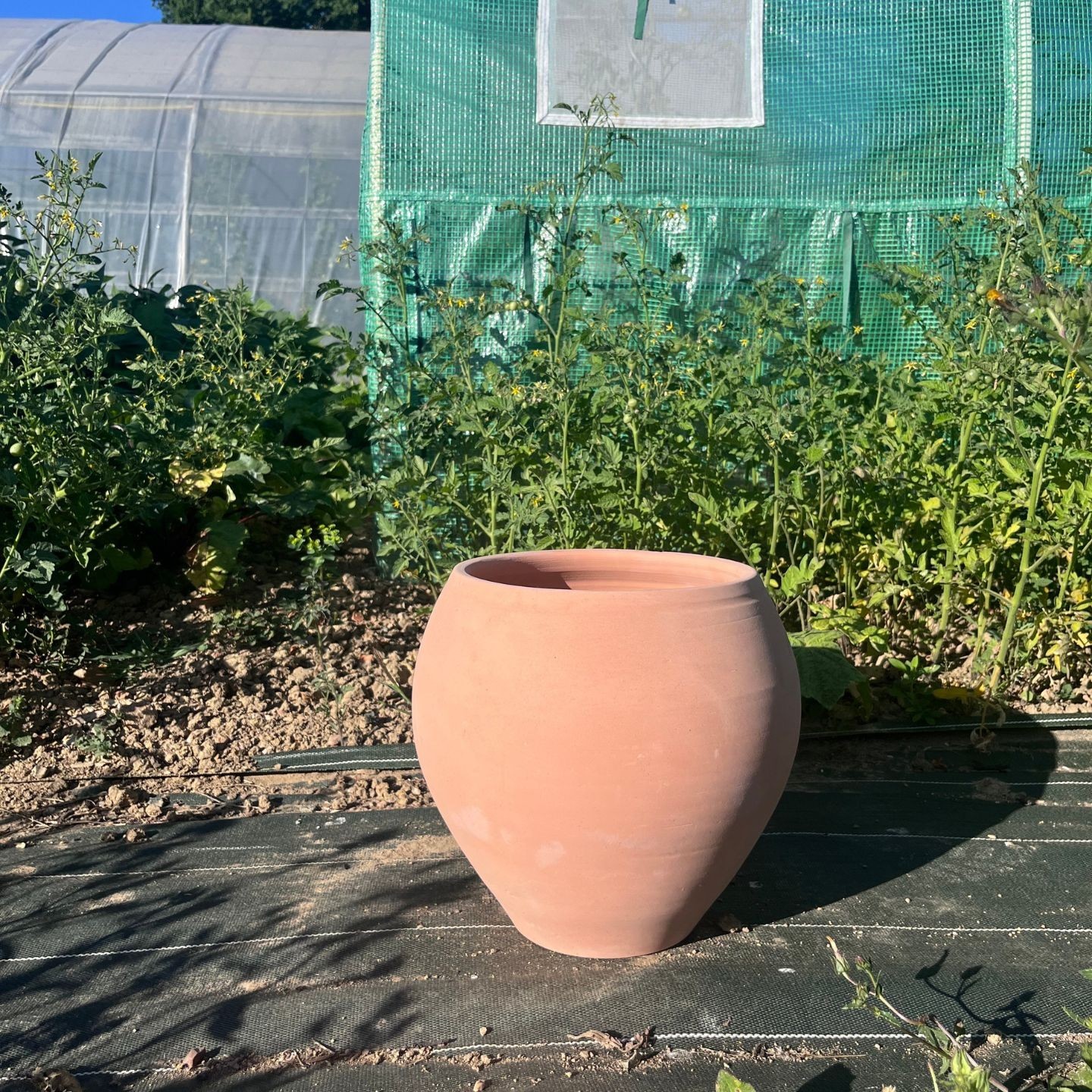 Collection Méditerranée - pot Olive