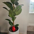 Mini Ollas Sabeur à planter : une solution d’arrosage douce et naturelle pour vos petites plantes  Découvrez les Mini Ollas Sabe