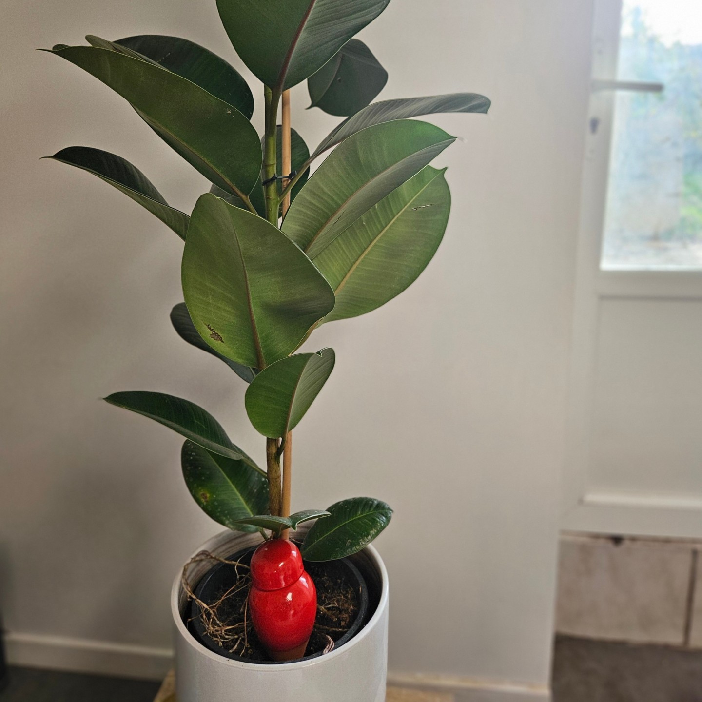 Mini Ollas Sabeur à planter : une solution d’arrosage douce et naturelle pour vos petites plantes  Découvrez les Mini Ollas Sabe