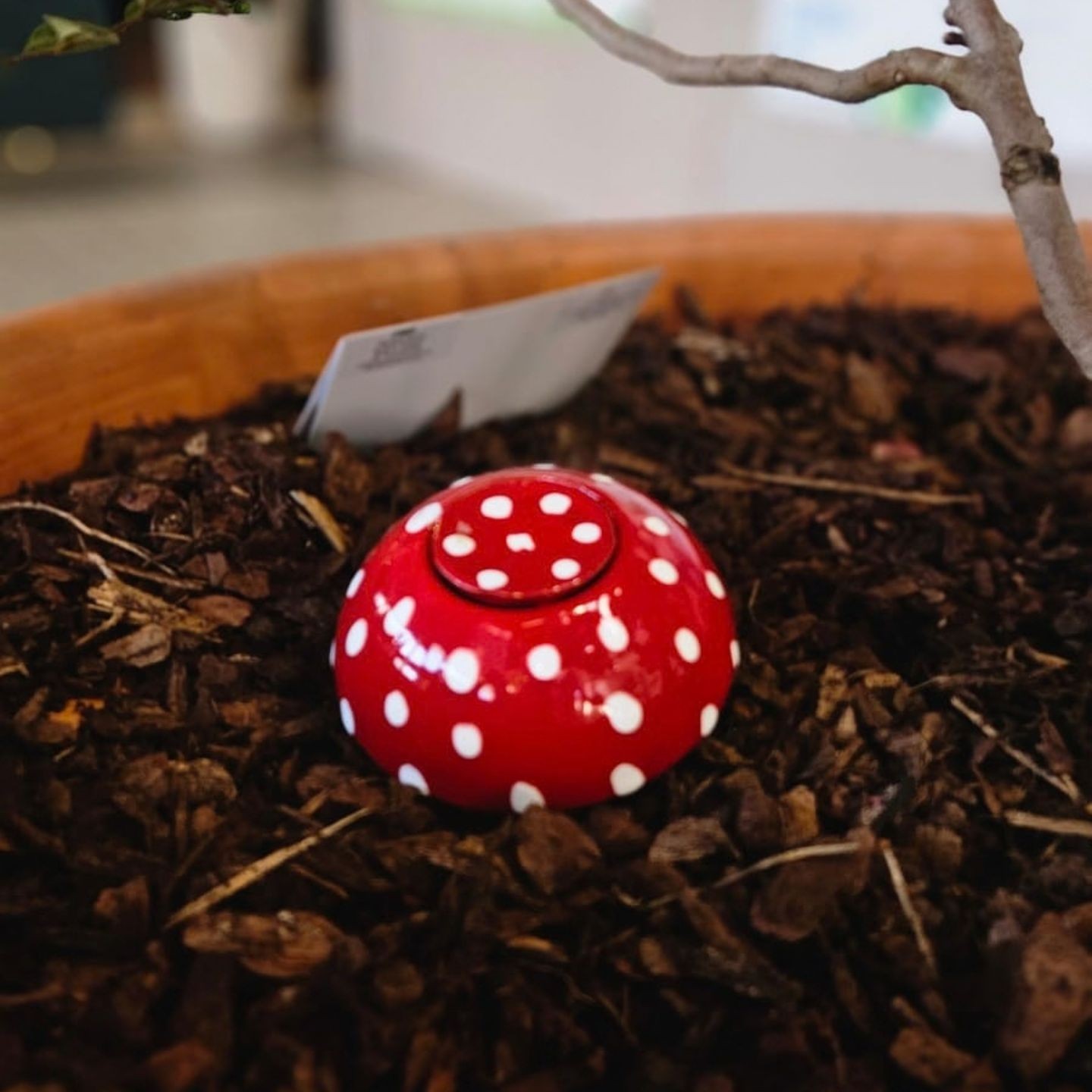 Ollas Champignon - Entre déco féerique et arrosage intelligent