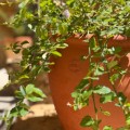 Pot Tradition - Gamme Vendée | Poterie Artisanale Française pour Jardin