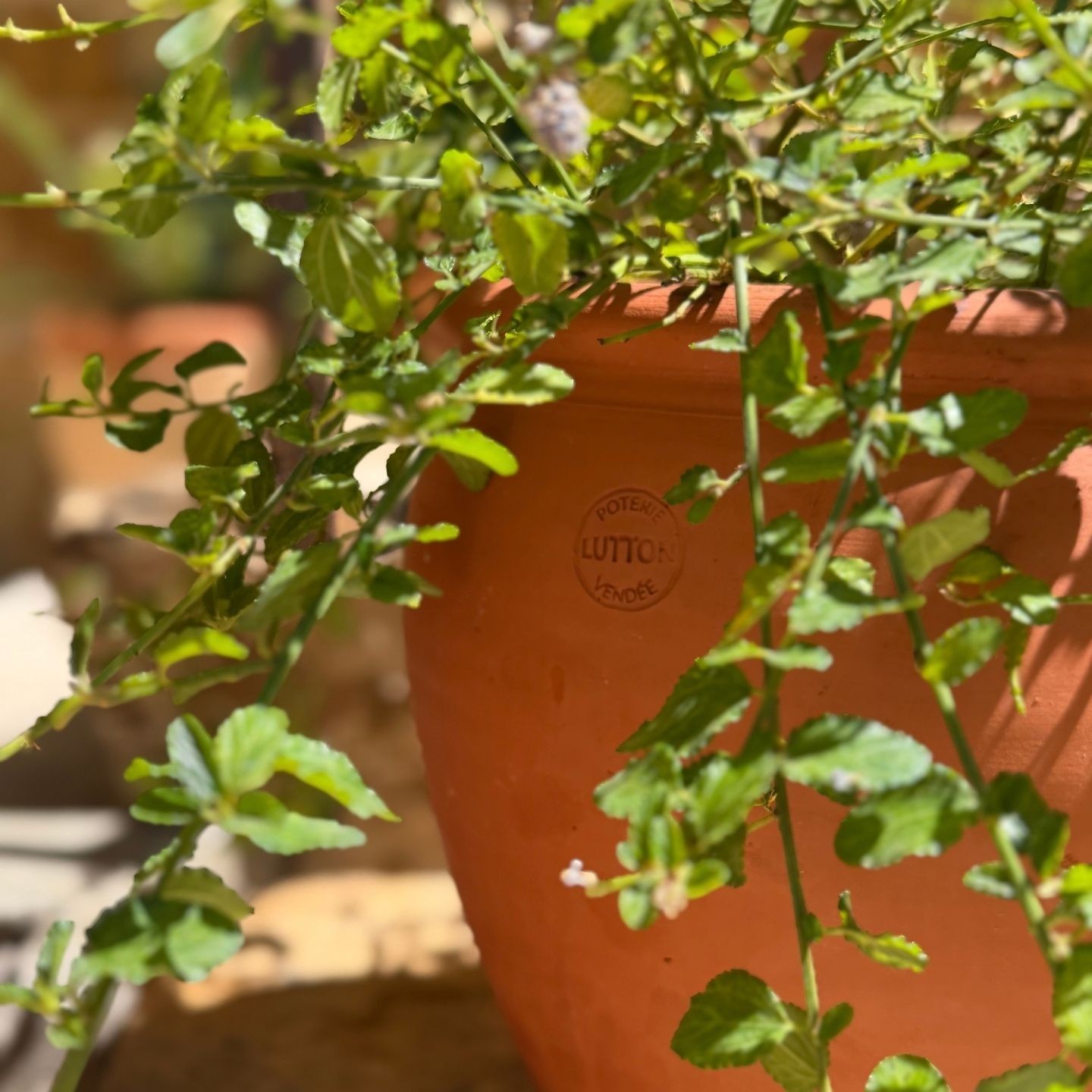 Pot Tradition - Gamme Vendée | Poterie Artisanale Française pour Jardin
