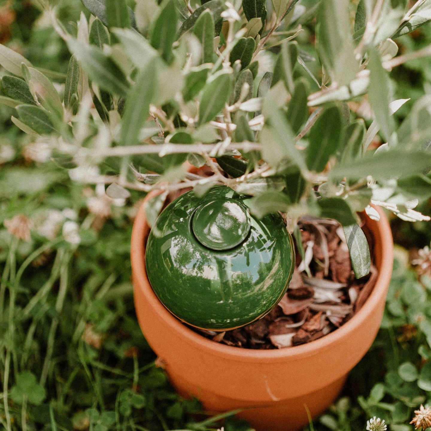 Olla En Terre Cuite à Planter 40cl - Arrosage Autonome écolo Pour Plantes | Irrigation Naturelle Jusqu’à 3 Jours