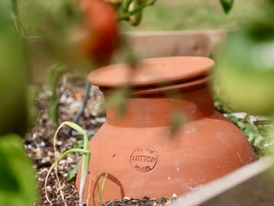 Fruits et légumes de printemps : cultivez malin ! 